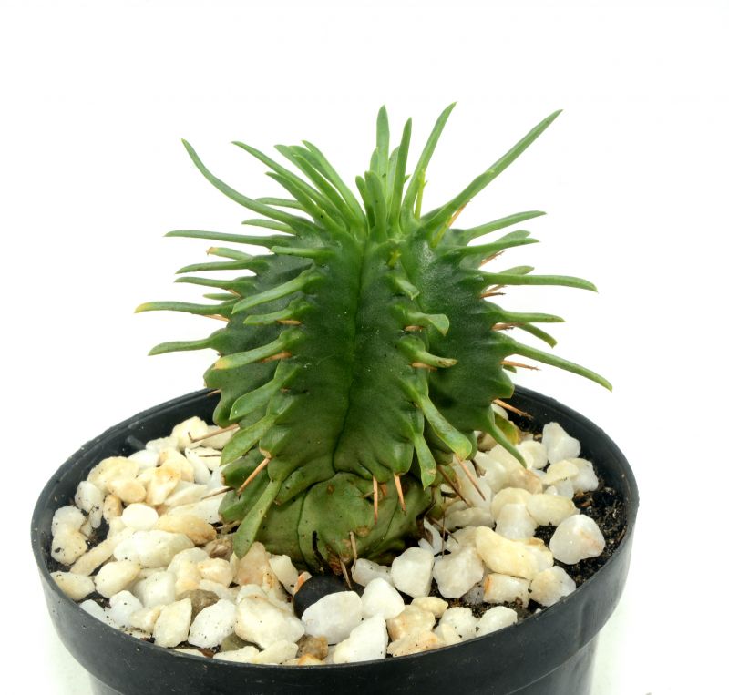 A photo of Euphorbia pulvinata 