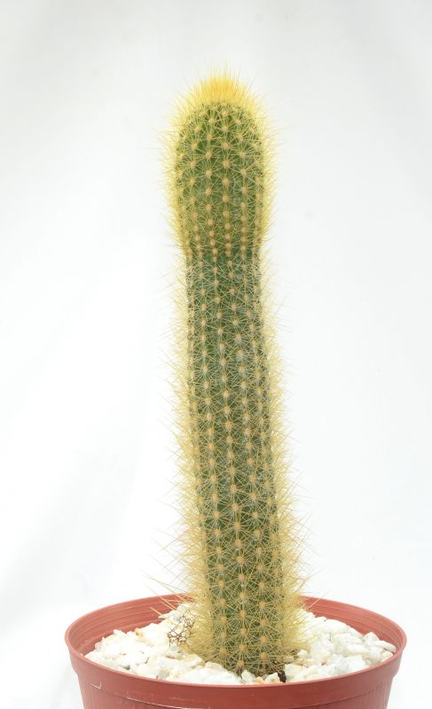 Foto de un cactus que se está identificando actualmente