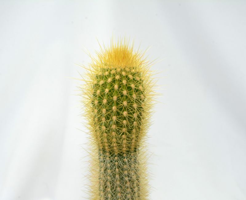 Foto de un cactus que se está identificando actualmente