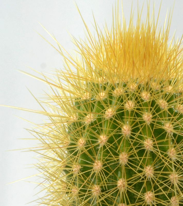 Foto de un cactus que se está identificando actualmente