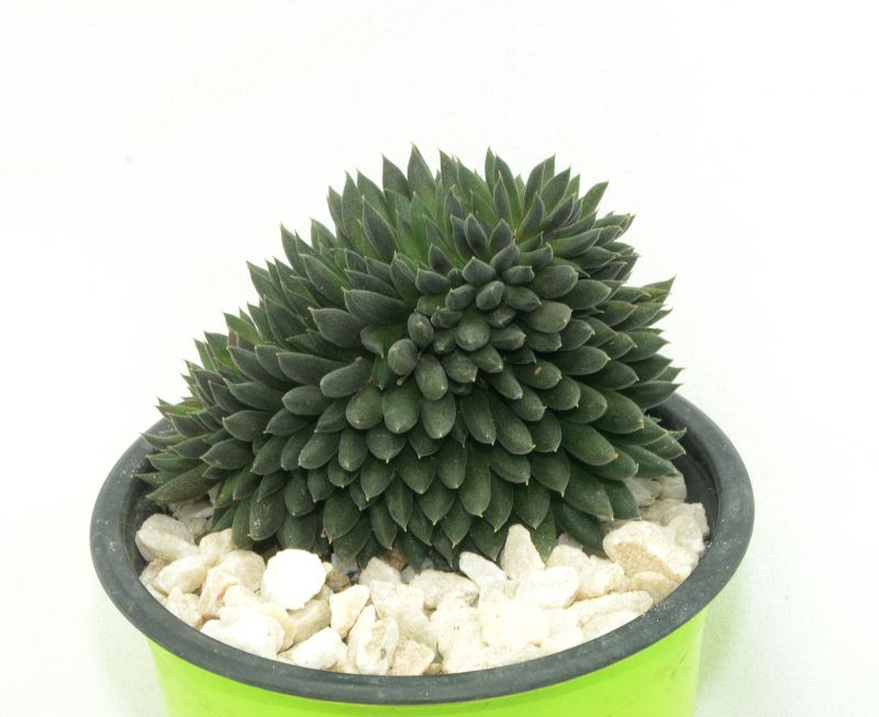 A photo of Sinocrassula yunnanensis