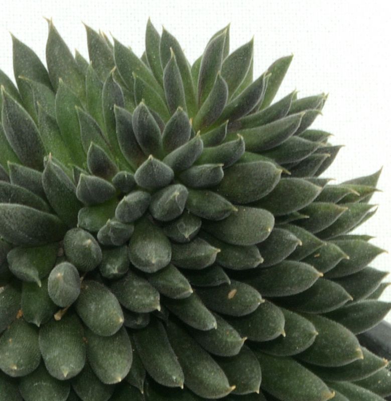 A photo of Sinocrassula yunnanensis