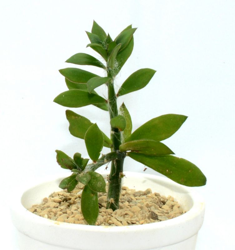Una foto de Pereskiopsis diguetii