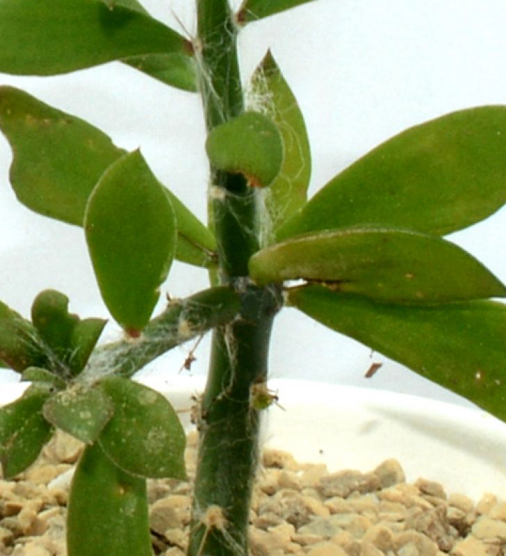Una foto de Pereskiopsis diguetii