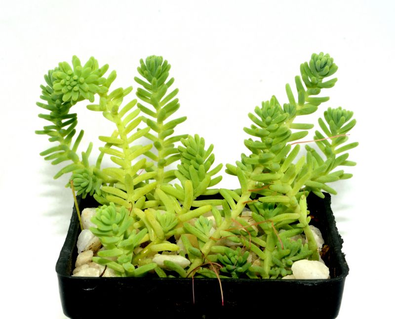 Una foto de Sedum sexangulare