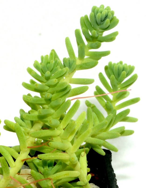 Una foto de Sedum sexangulare