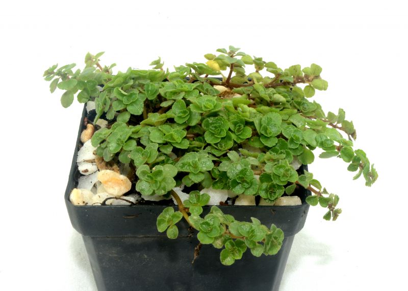 A photo of Sedum spurium