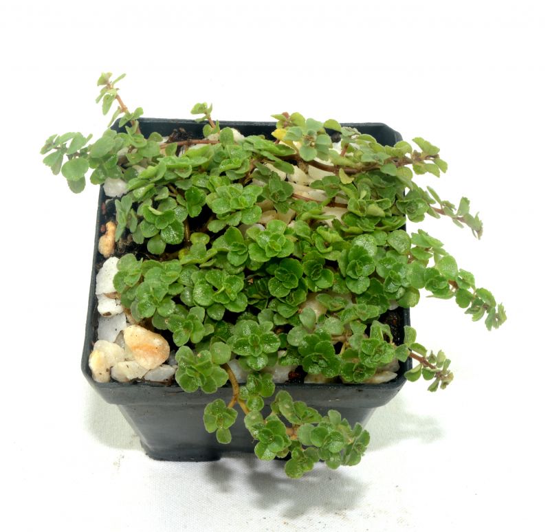 A photo of Sedum spurium