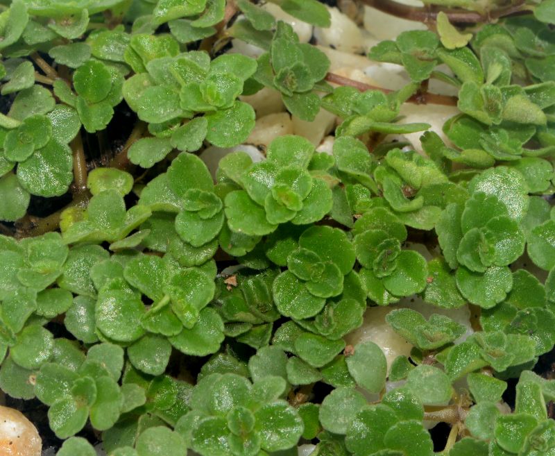 A photo of Sedum spurium