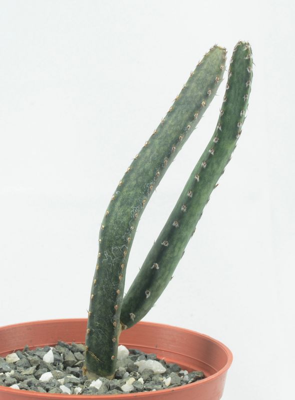 A photo of Cereus spegazzinii