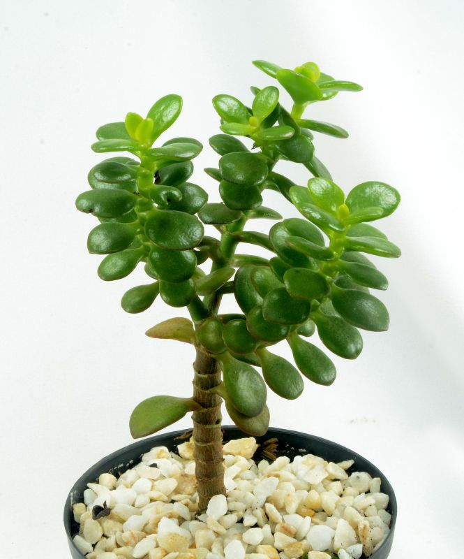 Foto de un cactus que se está identificando actualmente