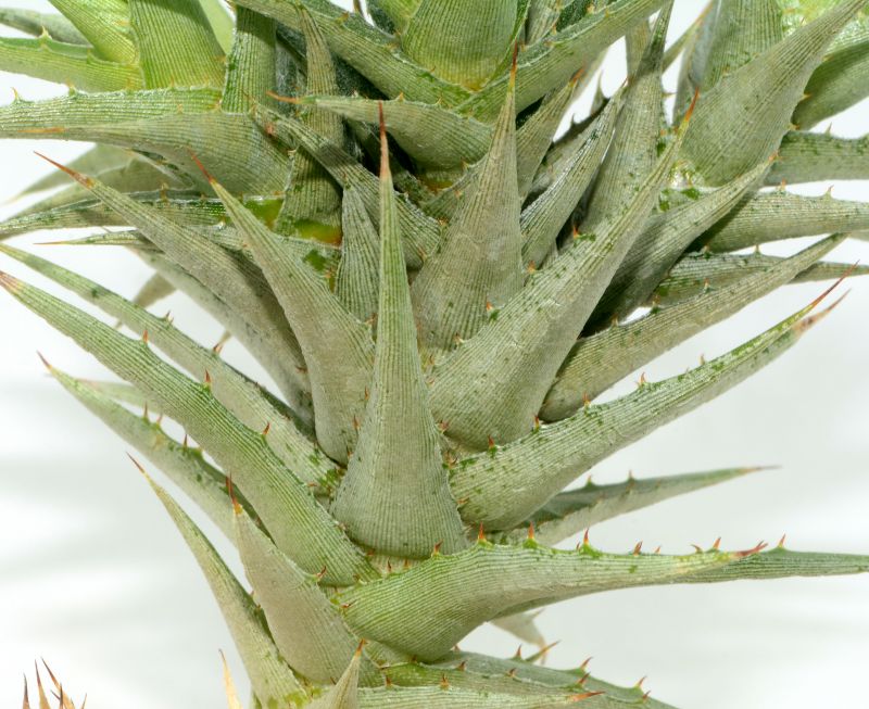 Una foto de Deuterocohnia brevifolia