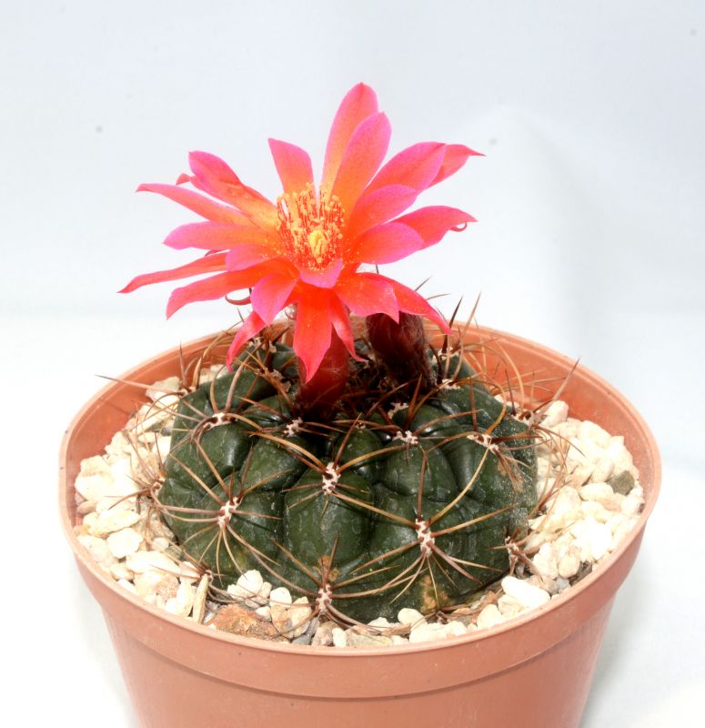 Una foto de Matucana ritteri