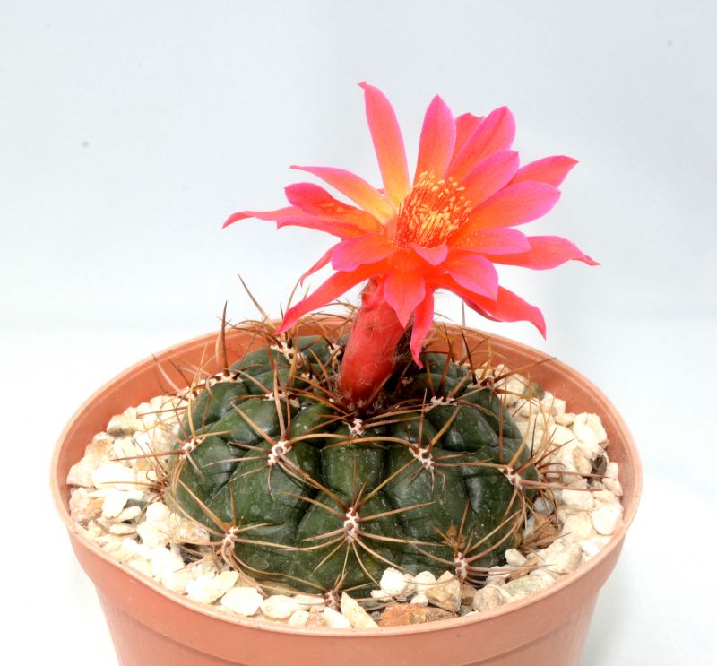 Una foto de Matucana ritteri