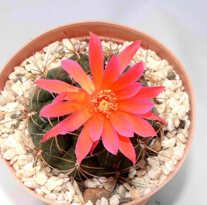 Una foto de Matucana ritteri