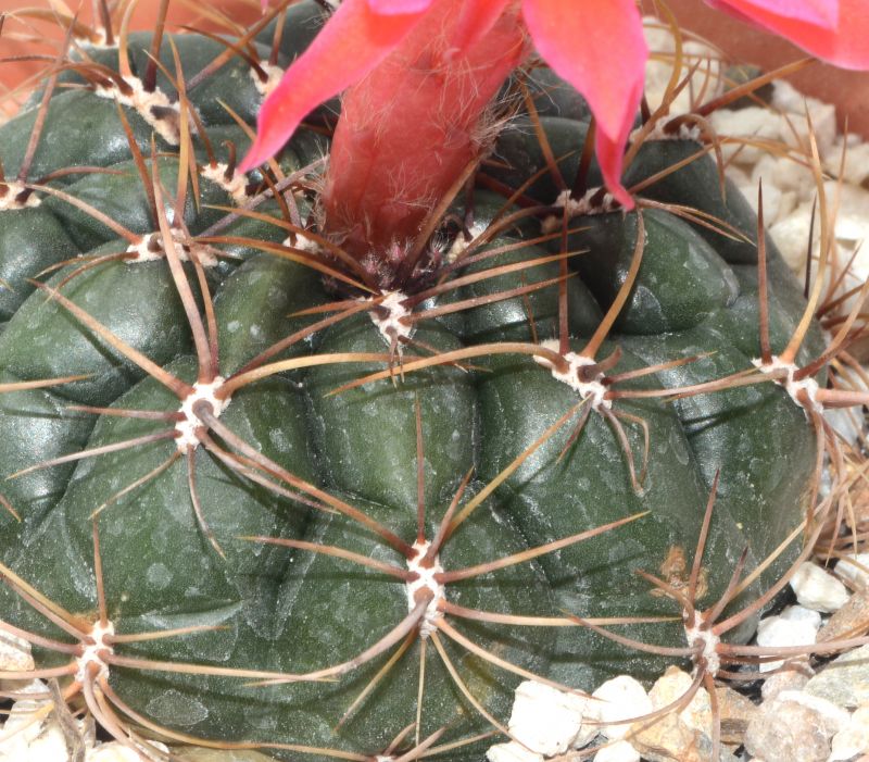 Una foto de Matucana ritteri
