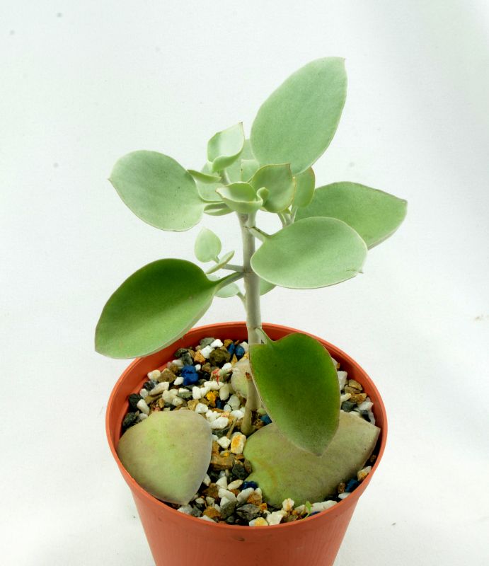 Una foto de Kalanchoe bracteata  