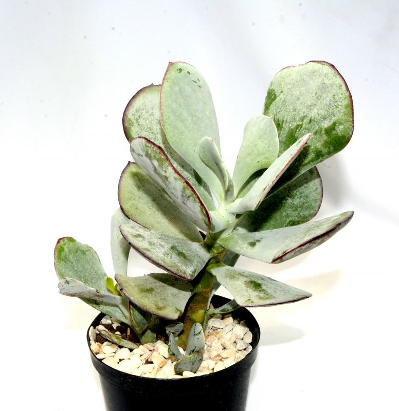 A photo of Cotyledon orbiculata