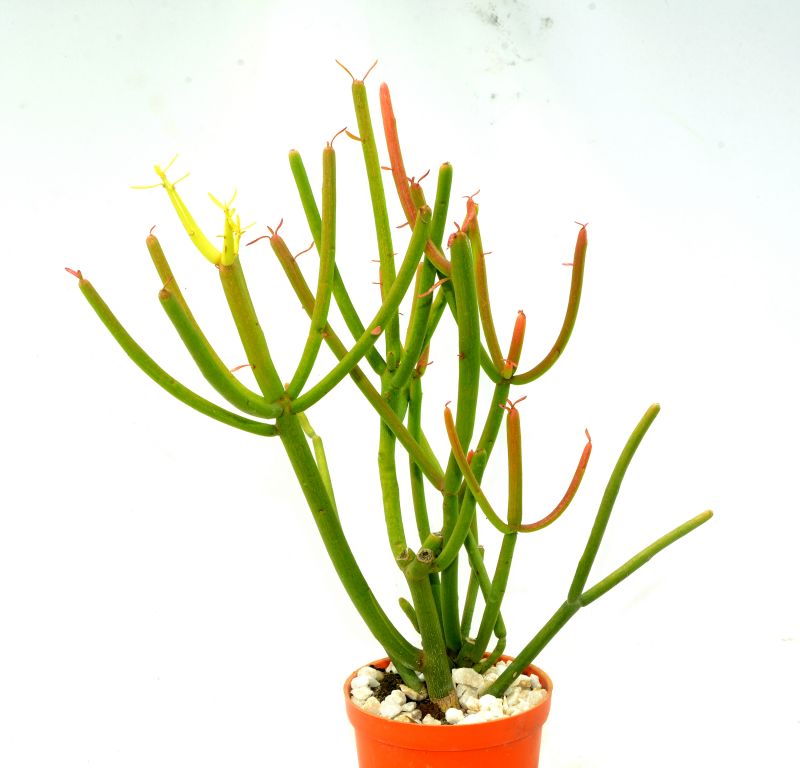 Una foto de Euphorbia tirucalli