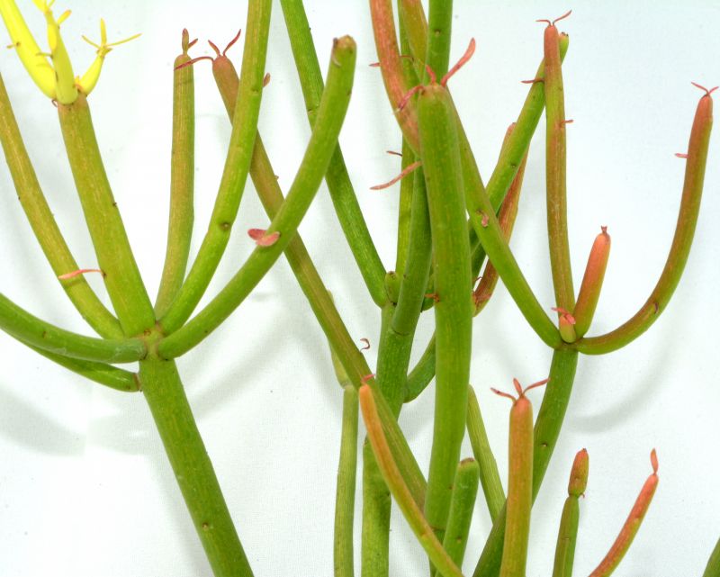Una foto de Euphorbia tirucalli