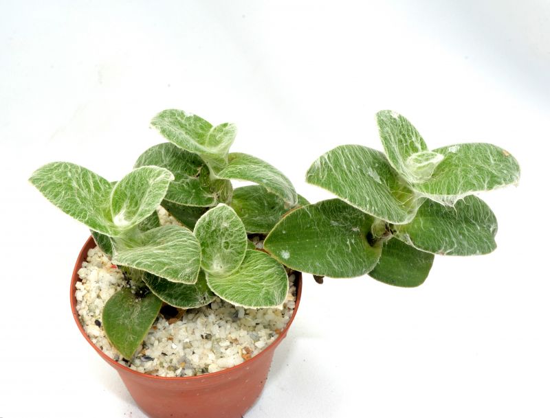 Una foto de Tradescantia sillamontana