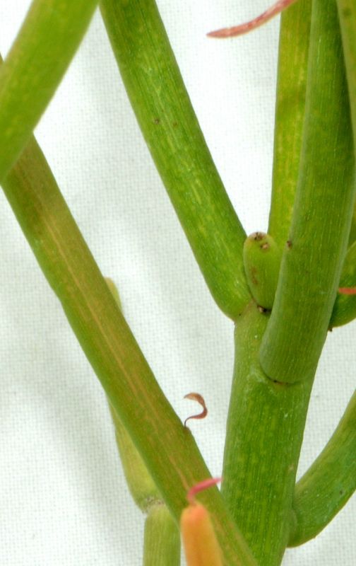 Una foto de Euphorbia tirucalli