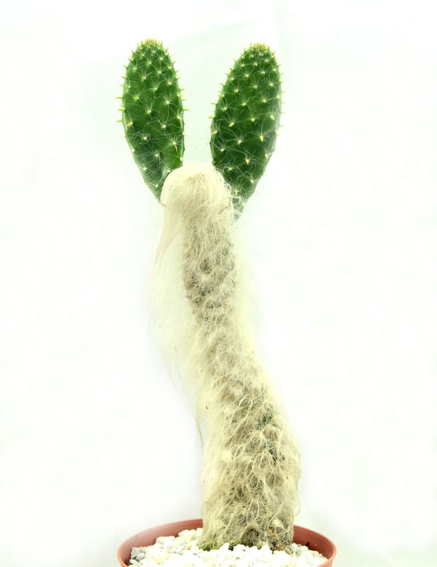 A photo of Opuntia orbiculata