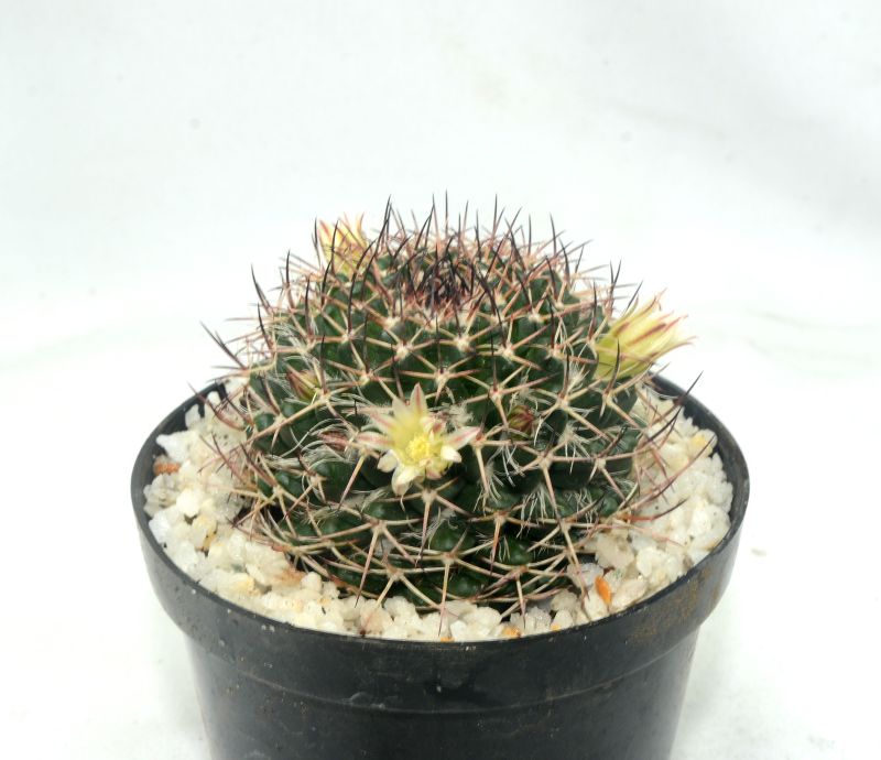 Una foto de Mammillaria karwinskiana subsp. karwinskiana