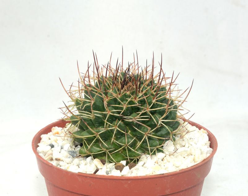 A photo of Mammillaria gigantea