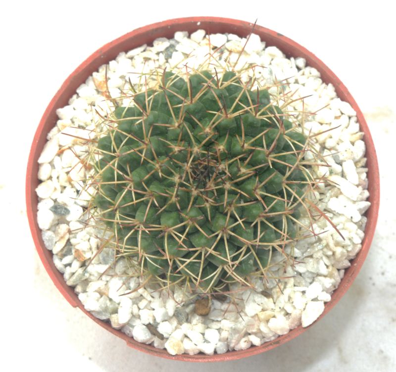 A photo of Mammillaria gigantea
