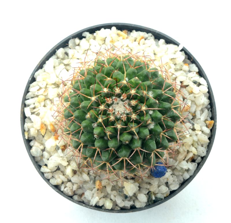 A photo of Mammillaria karwinskiana subsp. karwinskiana