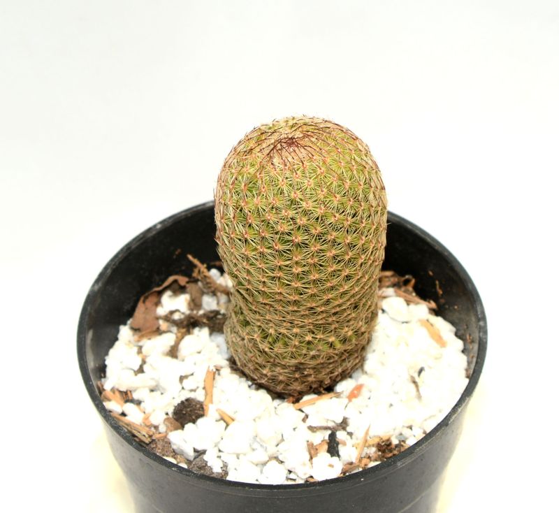A photo of Mammillaria matudae