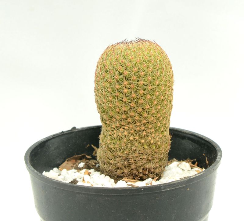 A photo of Mammillaria matudae