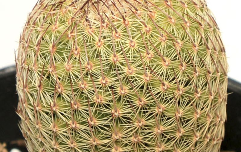 A photo of Mammillaria matudae