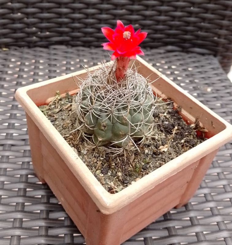 A photo of Matucana intertexta