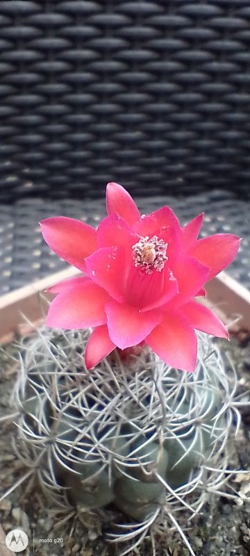 A photo of Matucana intertexta