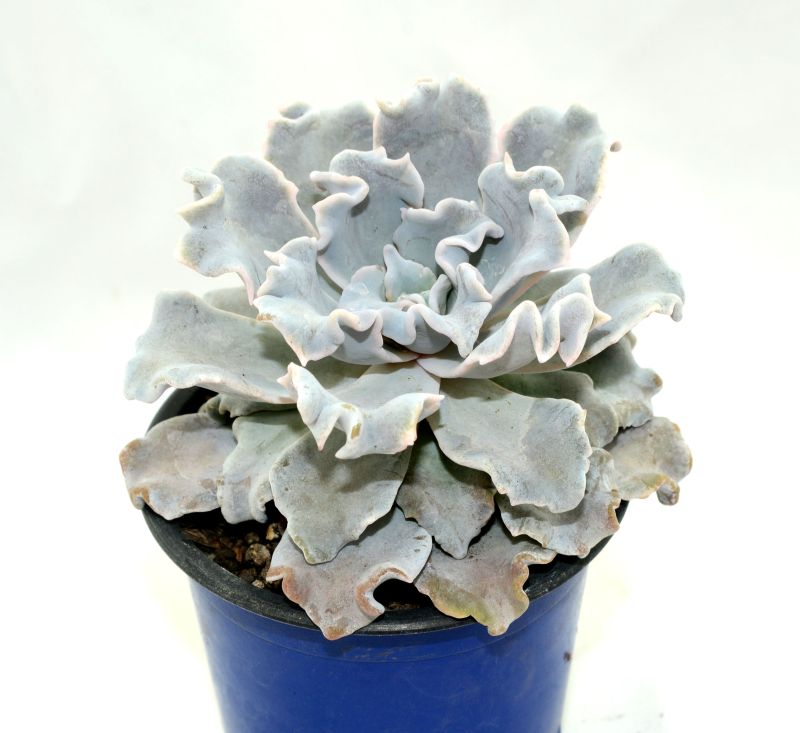 A photo of Echeveria Crispate Beauty