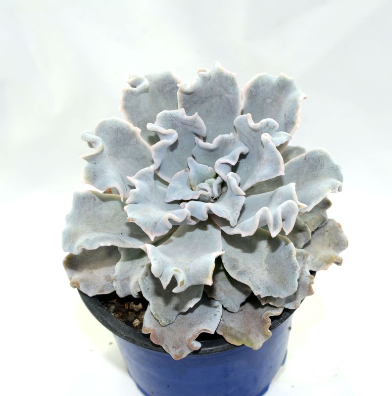 A photo of Echeveria Crispate Beauty
