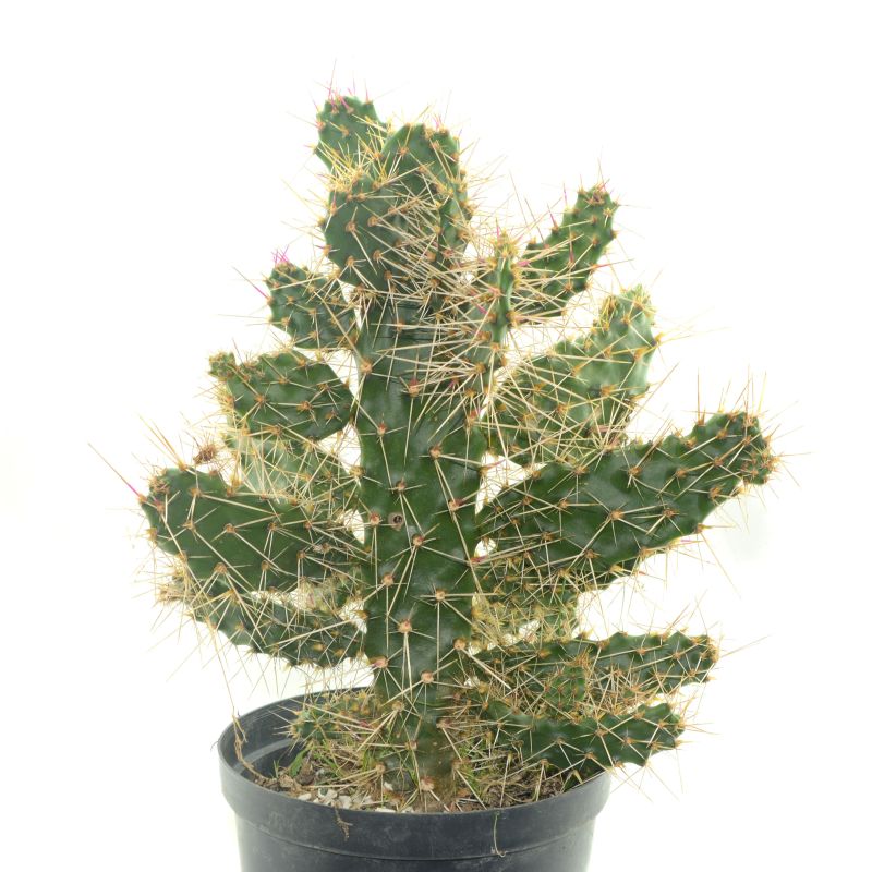 Una foto de Consolea spinosissima