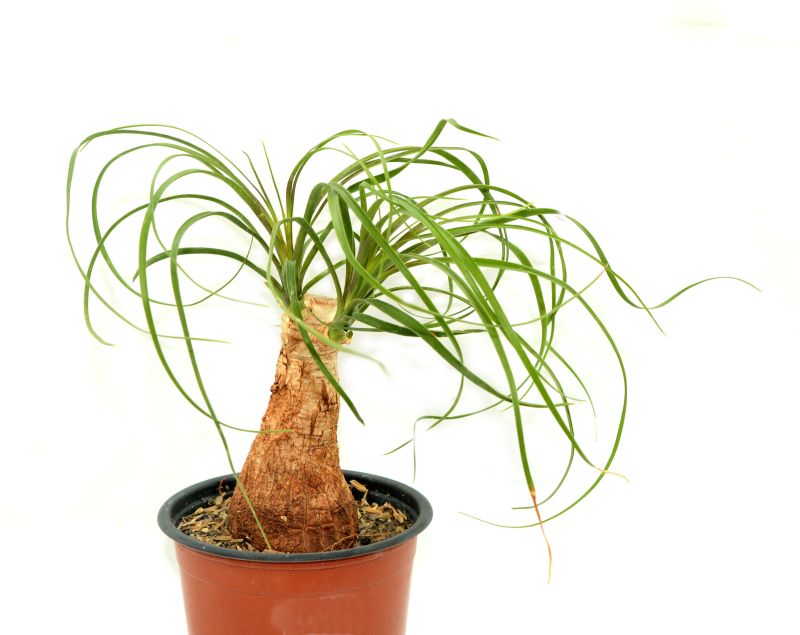 A photo of Beaucarnea recurvata
