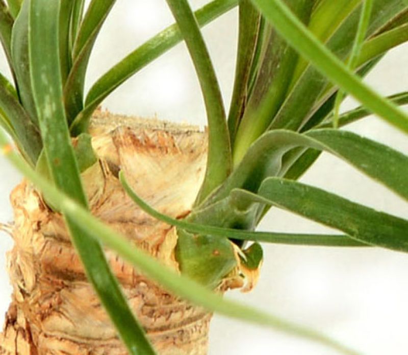 A photo of Beaucarnea recurvata