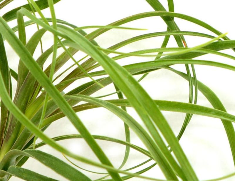 A photo of Beaucarnea recurvata