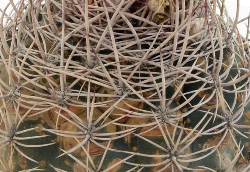 Una foto de Matucana intertexta
