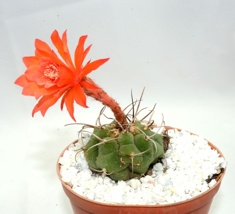 A photo of Matucana madisoniorum