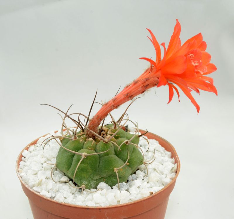 A photo of Matucana madisoniorum