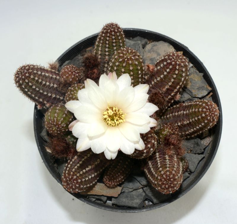 A photo of Chamaelobivia silvestri