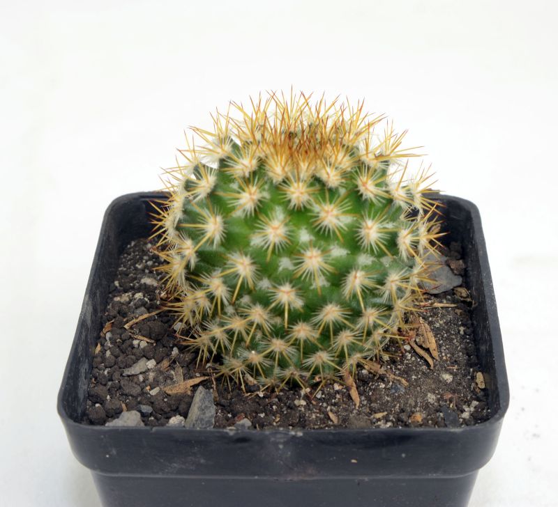A photo of Mammillaria columbiana ssp. columbiana