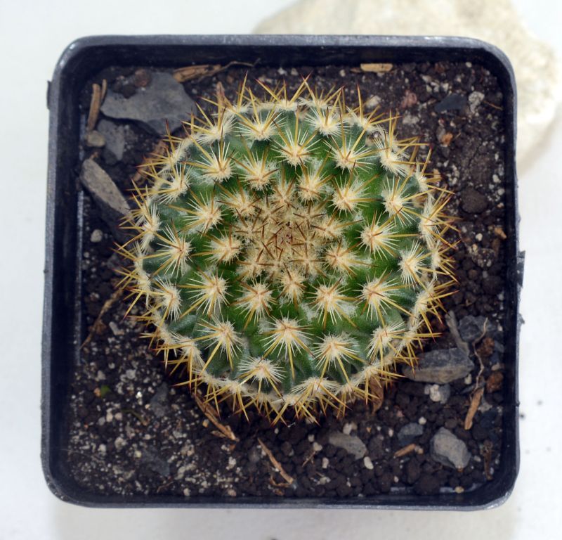 A photo of Mammillaria columbiana ssp. columbiana