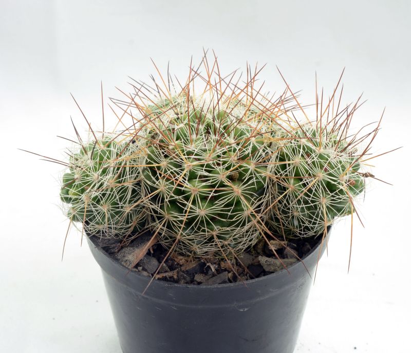 Una foto de Mammillaria gracilis