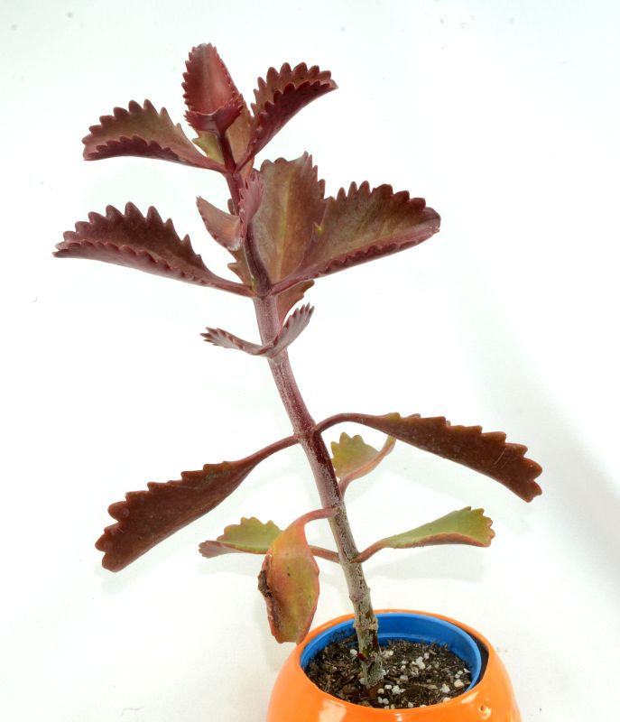 Una foto de Kalanchoe sexangularis